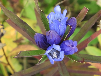 草紅葉の美しい湿原でひときわ美しい青色のエゾリンドウが目を惹きます。 