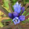 草紅葉の美しい湿原でひときわ美しい青色のエゾリンドウが目を惹きます。 
