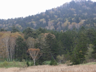 樹林の紅葉が進み、針葉樹の緑とダケカンバの黄色のみごとなコントラスト 