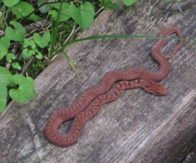 シマヘビの幼蛇