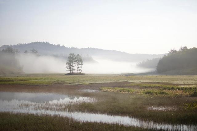 幻想的な湿原の朝霧