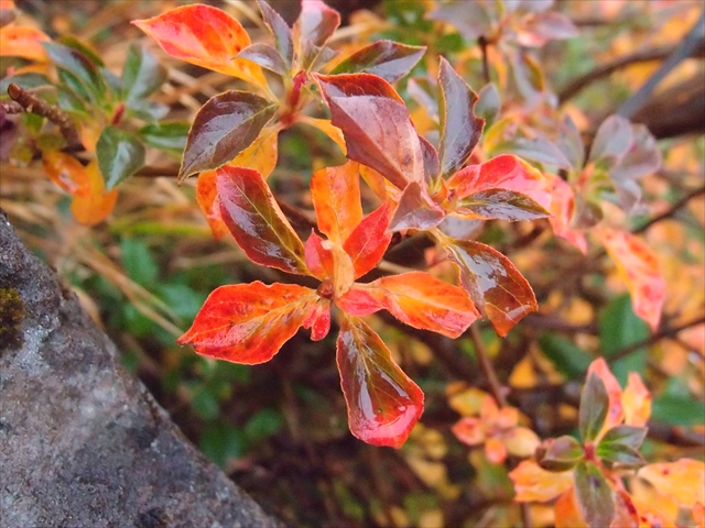 燧ヶ岳ではホツツジが真っ赤に紅葉しています