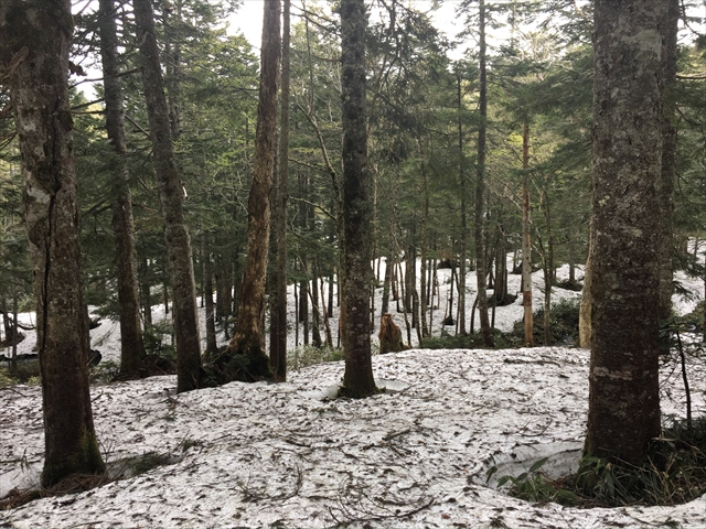 大江湿原～小淵沢田代は、残雪が多く、踏跡も少なめです