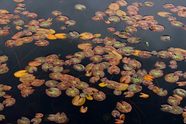池塘のヒツジグサは紅葉が始まっています