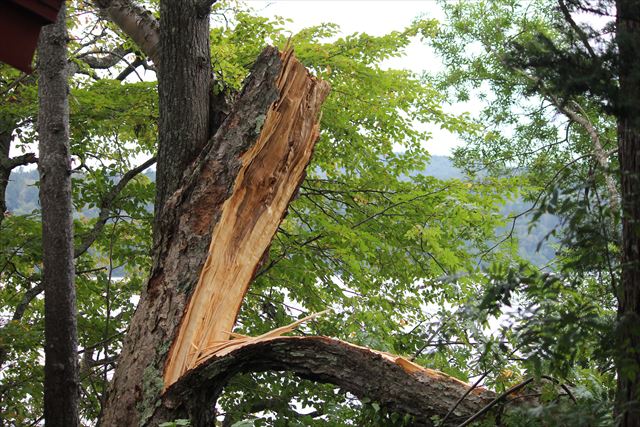 台風の風で、ポッキリと折れてしまった大木
