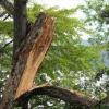 台風の風で、ポッキリと折れてしまった大木