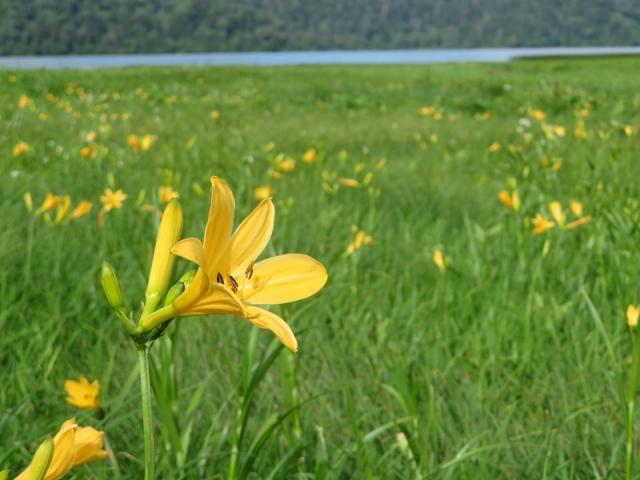 大江湿原のニッコウキスゲは、まだパラパラと咲き始め