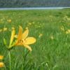 大江湿原のニッコウキスゲは、まだパラパラと咲き始め