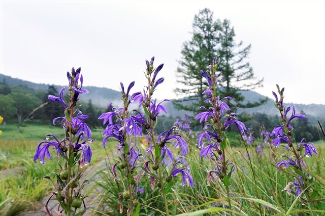 湿原は青紫の花が目立ってきました。秋の訪れを感じます