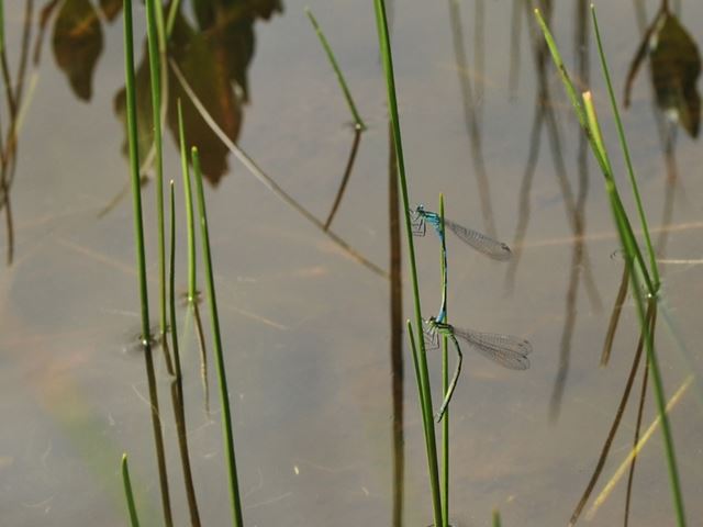 ルリイトトンボが池塘の周りを飛び回っています