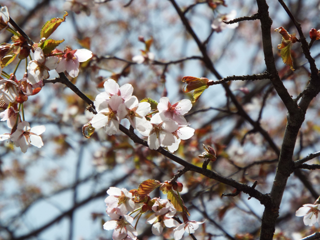 尾瀬沼ビジターセンターと三平下の中間地点で撮影した桜の開花
