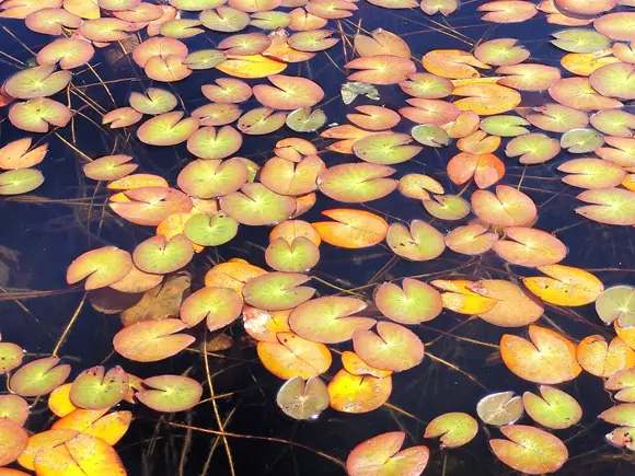池塘のヒツジグサも少しずつ紅葉してきました