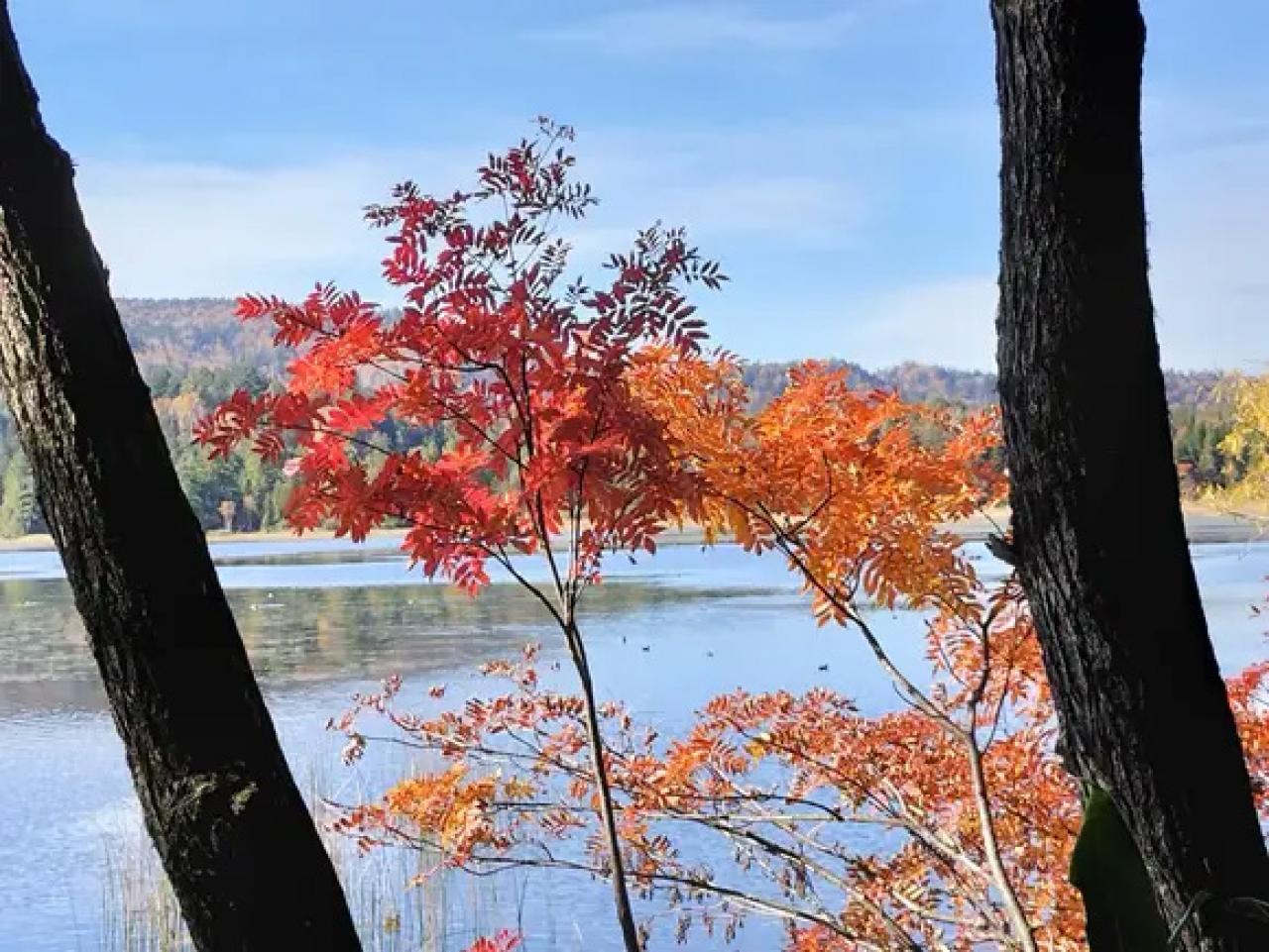 尾瀬沼周辺の紅葉