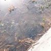 研究見本園の木道の間の水たまりでは、今年もヤマアカガエルの産卵がありました 
