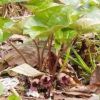 ウスバサイシンというウマノスズクサ科の植物です。ブナの木の根本によく見られます 