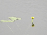 池塘で咲き始めたオゼコウホネ 