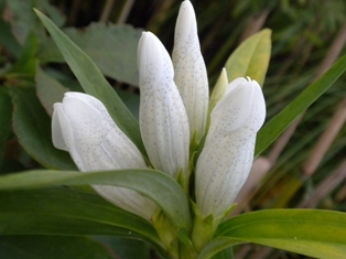 珍しい白のエゾリンドウ 
