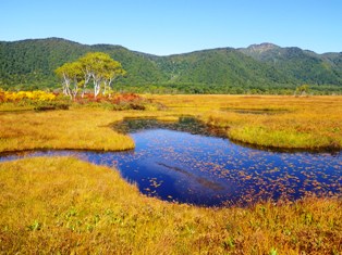 尾瀬ヶ原では池塘のヒツジグサやその他、草紅葉を彩る草木が見事な黄金色を見せています 