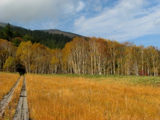 至仏山の入山口のシラカンバとダケカンバも草紅葉と同じように黄色く色づいています 