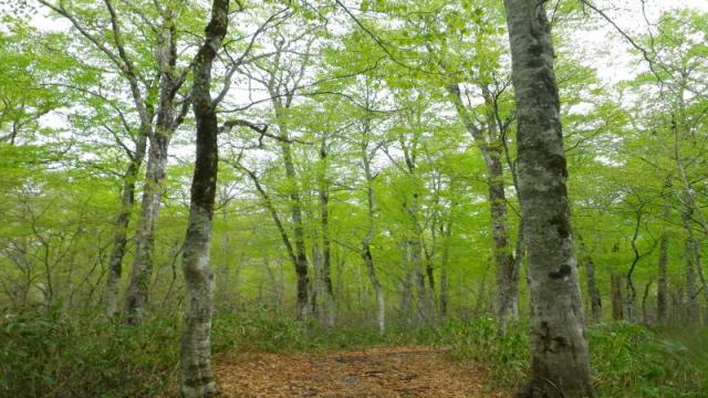 林内では木々の芽吹きがはじまり、新緑がきれいです 