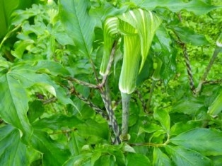 茎の模様が特徴的なマムシグサ 