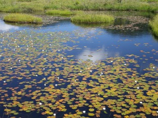 上田代の池塘では、ヒツジグサの開花が数多く見られます 