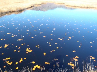池塘に空の青が映って、綺麗な１コマを見せてもらいました 