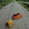 鳩待峠から山ノ鼻へ向かう林内の木道では、シリウリザクラが早くも紅葉して葉を落としています 