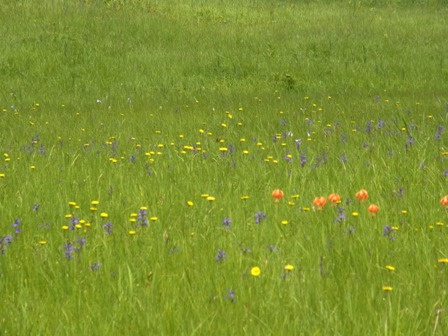 紫色のサワギキョウ、黄色のオゼミズギク、橙色のコオニユリが咲く、研究見本園奥の花畑