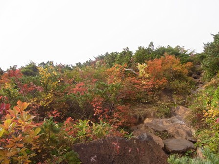 至仏山の紅葉。山ノ鼻登山口から登り中間点を過ぎた辺り