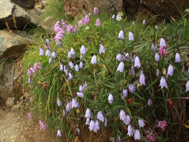 ヒメシャジンが至仏山にはたくさん咲いています