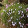 ヒメシャジンが至仏山にはたくさん咲いています