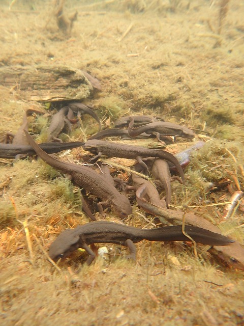 逆さ燧の池塘では泥炭の窪みにアカハライモリが集まっていました