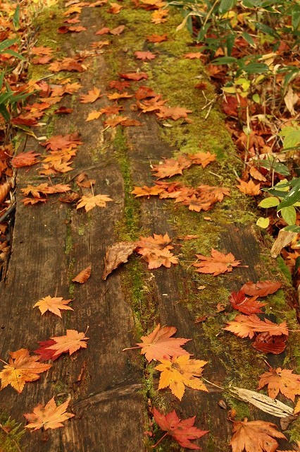 秋色の落ち葉が木道を彩る