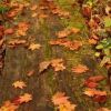 秋色の落ち葉が木道を彩る