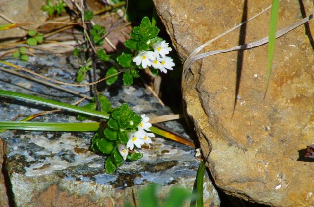 至仏山に咲くホソバコゴメグサ。他の植物から栄養を搾取しながら自分でも光合成を行う、半寄生という興味深い生態をもっています