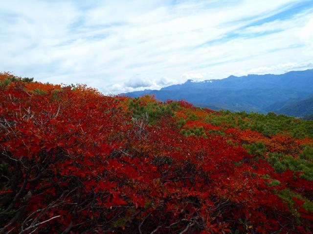 至仏山頂付近の樹木の紅葉
