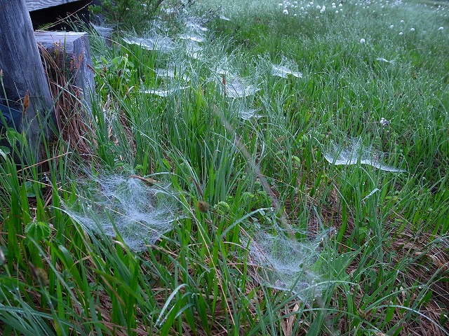 湿原にかかる蜘蛛の巣