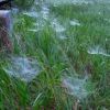 湿原にかかる蜘蛛の巣