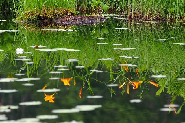 池塘に映り込むニッコウキスゲ