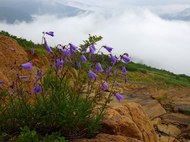 至仏山ではヒメシャジンが多く咲いています
