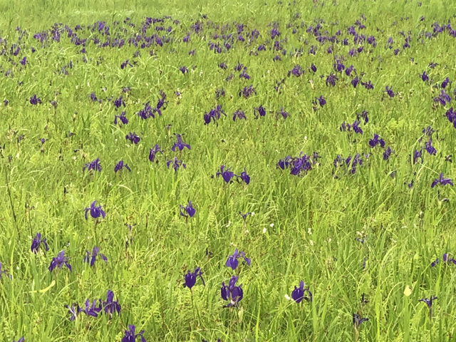 カキツバタの群落が湿原を紫に染めています