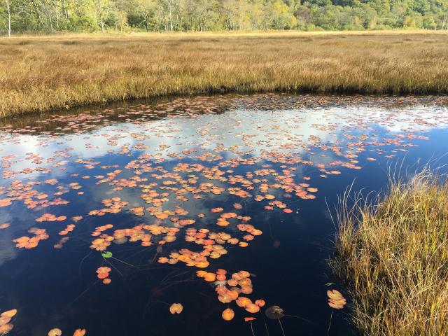 湿原はすっかり秋色となりました