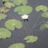 ヒツジグサが池塘で大きな花を咲かせています