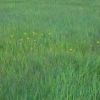 オゼミズギクが咲く湿原