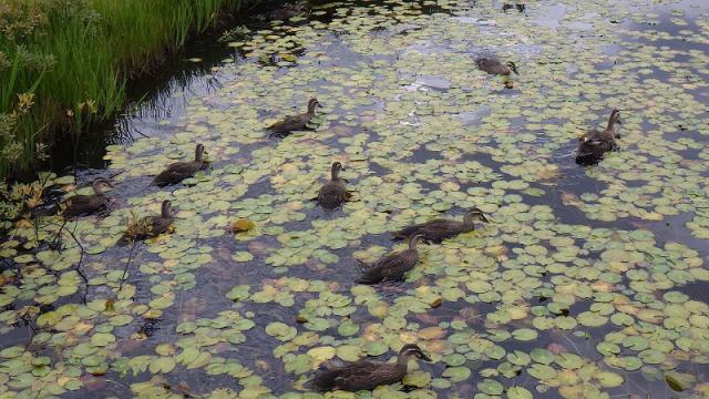 カルガモが悠々と池塘を泳ぎます