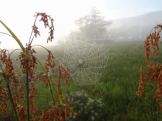雨に濡れて輝く蜘蛛の巣