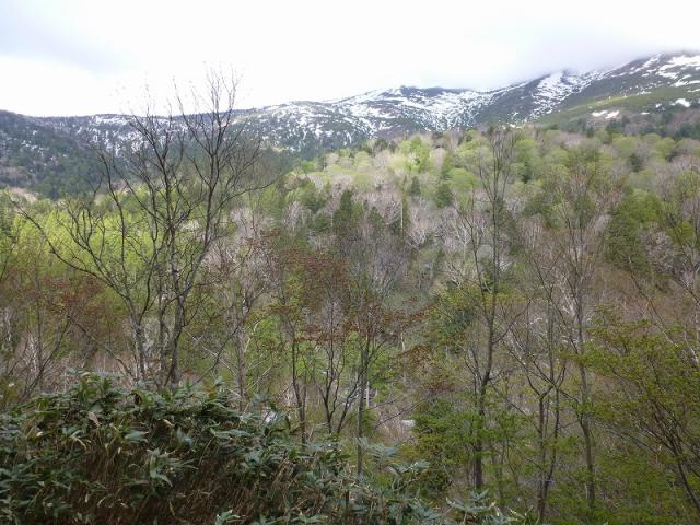 至仏山を望む。新緑が美しくなってきました