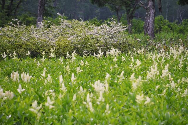 湿原を彩るコバイケイソウの花