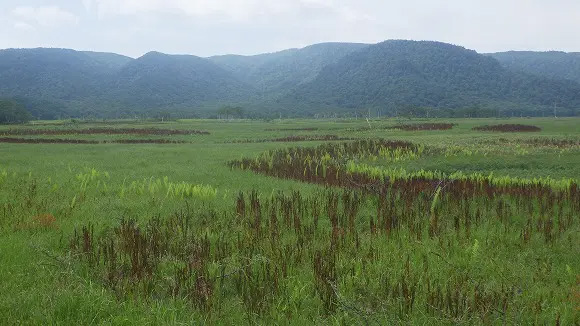 緑の湿原に霜の影響を受けたヤマドリゼンマイが褐色してに不思議なアクセントを演出しています
